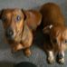 Thomas Gielow - Facebook