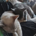 Thomas Gillett - @tgillwtt - Instagram