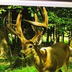 Thomas goebel - @huntingcle - Instagram