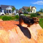 Yoshi Thomas Gorringe - @yoshi_squoshi - Instagram