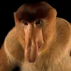 big daddy - @thomasgrable - TikTok