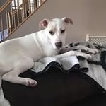 Thomas Gregory - @tommymustang_ - Instagram