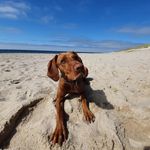 Thomas Greß - @charlie_vizslagirl - Instagram