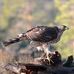 Thomas Halvorsen Naturfoto - Facebook