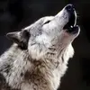 Thomas Hammar - @thomas.hammar4 - TikTok