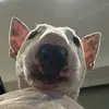 thomashansen65 - @thomas.hansen942 - TikTok
