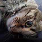 Thomas C. Harkness - @forthwith - Instagram