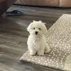 thomashawken8 - @thomashawken8 - TikTok