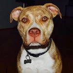Thomas Heap - @thomasheapyheap - Instagram