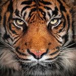 Thomas Heinze - @thomash286 - Instagram