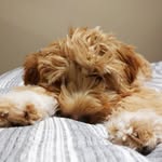 Scout Thomas Herndon - @scoutthedoodledoo - Instagram