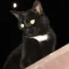 thomaswhighsmith - @thomaswhighsmith - TikTok