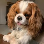 Thomas Hilger - @candypets_usa - Instagram