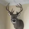 Thomas Hobbs - @thomas.hobbs85 - TikTok