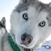✨Wolf✨ - @thomas._.hoffman - TikTok