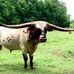 Thomas Hollow Ranch - Facebook