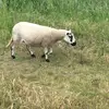 Thomasvanholten - @dfk69 - TikTok