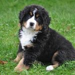 thomas_hund - @thomas_hund - Instagram