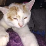 Tom Tom - @thomas.inglis.7545 - Instagram