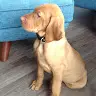 Thomas Innes - @thomas.i.2 - TikTok