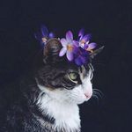 Thomas Kang - @kang_thomas - Instagram
