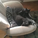 Thomas Thörn - @thomaskattor - Instagram