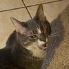 tom - @keeping.up.with.thomas - TikTok