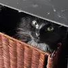 Thomas Ketcham - @thomas.ketcham - TikTok