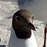 Thomas Klostermann - @fridolin_fangarm - Instagram