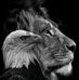 Thomas Kobela - Facebook