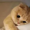 Tomas Konecny - @tomaskonecny - TikTok