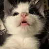 Thomas - @thomaskorb - TikTok