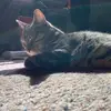 thomaskrauss20 - @thomaskrauss20 - TikTok