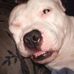 Thomas Laskey - @tomtalos345 - Instagram