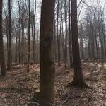 Thomas Lazzaro - @thomas527398 - Instagram