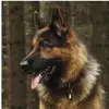 Thomas Legler262 - @thomaslegler262 - TikTok