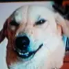 Thomas - @thomasleiper22 - TikTok