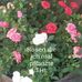 Thomas Lessmann - Facebook