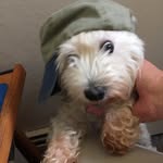 Thomas Lisco - @thomaslisco - Instagram