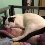 Thor Thomas Lobb - @thors_the_cat - Instagram