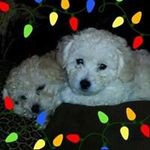 William Thomas Loesch III - @tomloesch3 - Instagram
