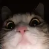Thomas Longino - @thomaslongino144 - TikTok