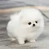 Thomas Lorentzen - @thomlor - TikTok