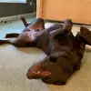 Thomas loschiavo - @thomasesdancevideos - TikTok