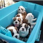 Thomas Lowe's - @lowes.thomas - Instagram