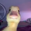 Thomas Luc - @thomasluc2 - TikTok
