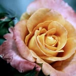 Thomas Alexander Luckenbach (via Julie Kalmar) - @myfathersflowersandfotos - Instagram