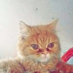 Thomas MacFarlane - @tmacfarlane41 - Instagram