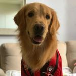 Thomas Maggi - @thomasgolden_maggi - Instagram