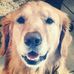 Thomas o Golden Retriever mais lindo - Facebook